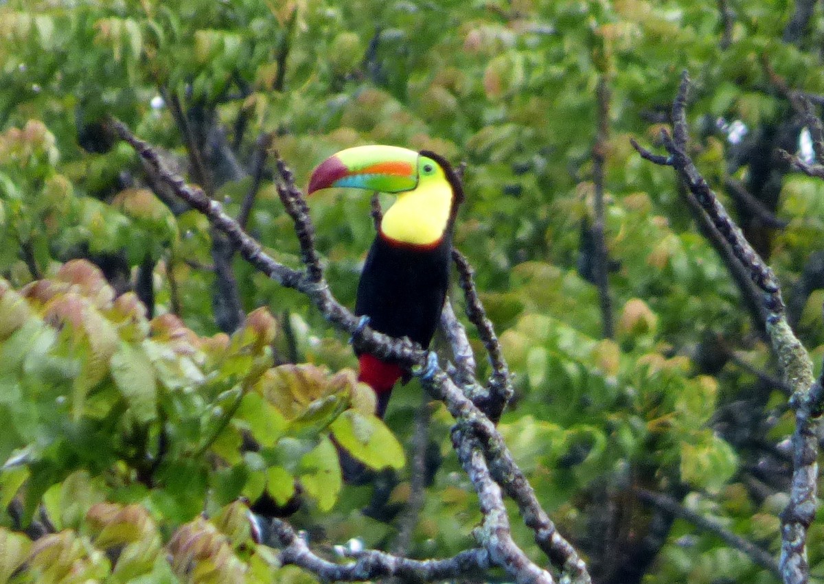 regnbuetukan - ML645213312