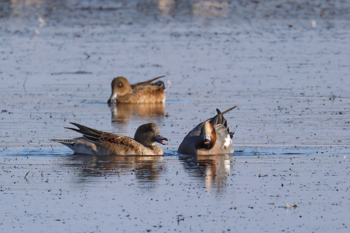 Свищ євразійський - ML645213313