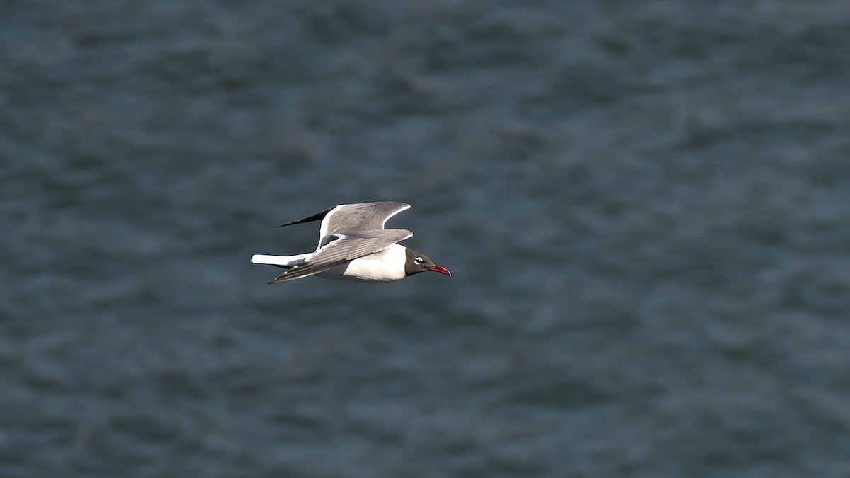 Ацтекская чайка - ML645213330