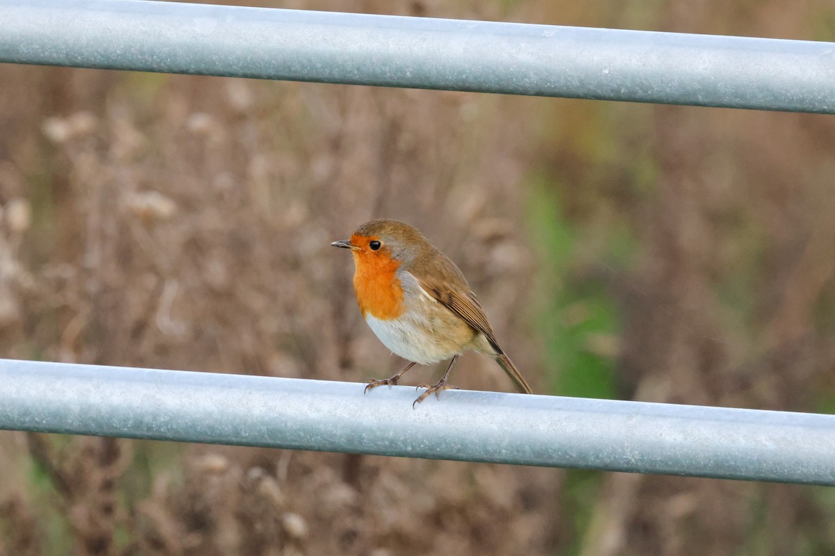 Rotkehlchen - ML645213331