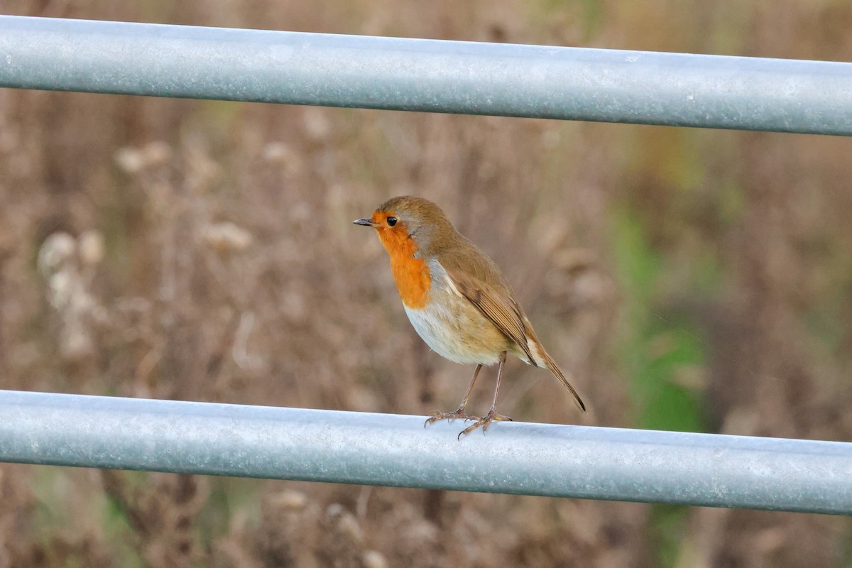 Rotkehlchen - ML645213332