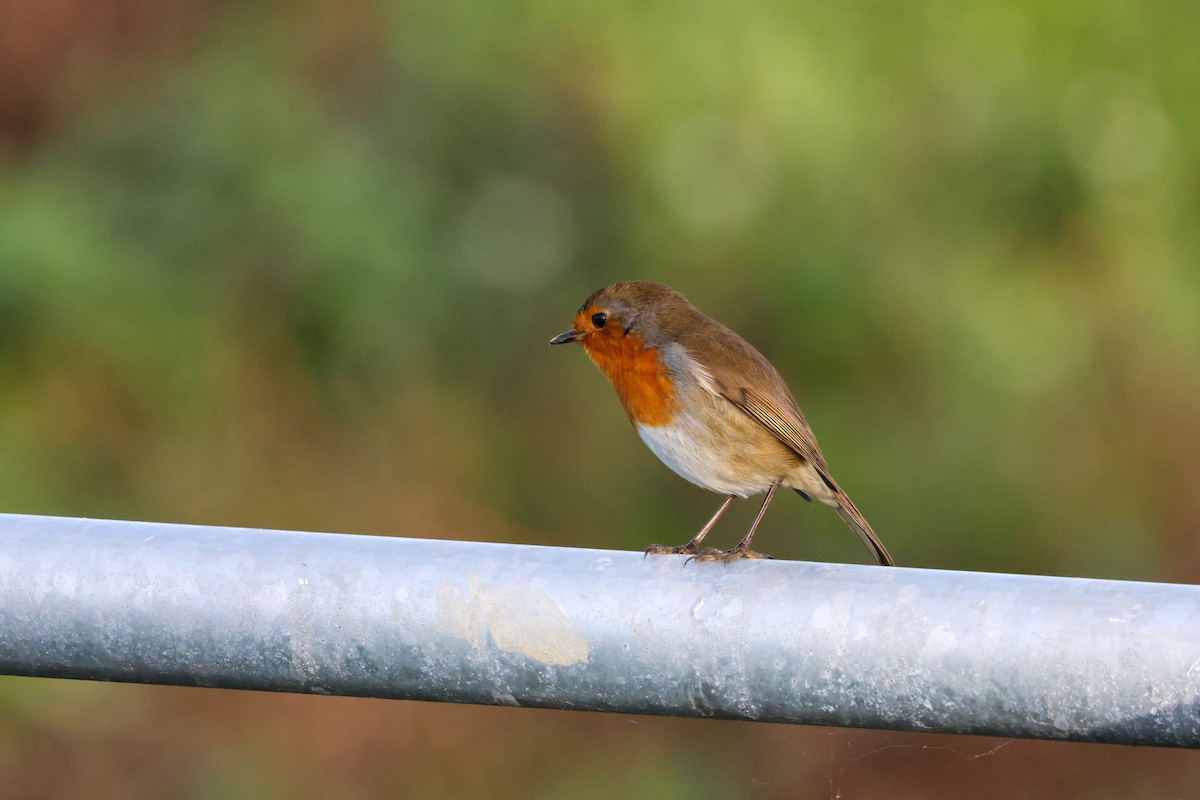 Rotkehlchen - ML645213333