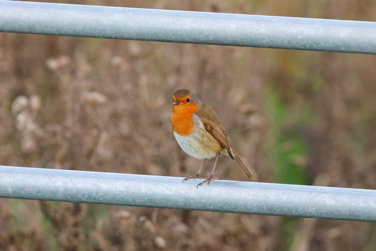 Rotkehlchen - ML645213334