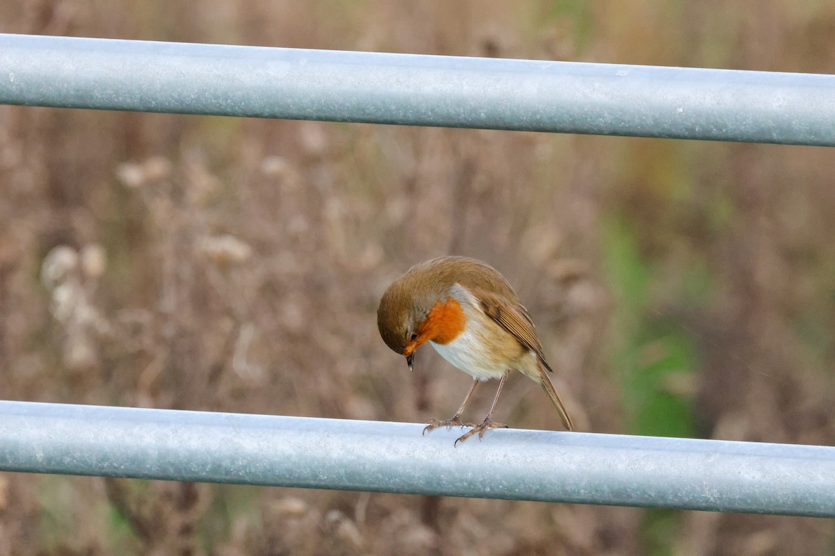 Rotkehlchen - ML645213335