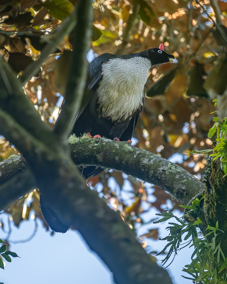 Zapfenguan - ML645213338