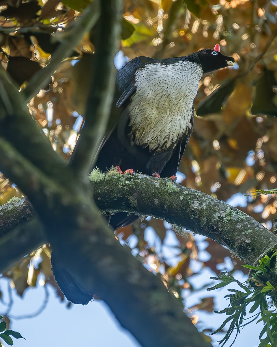 Zapfenguan - ML645213339