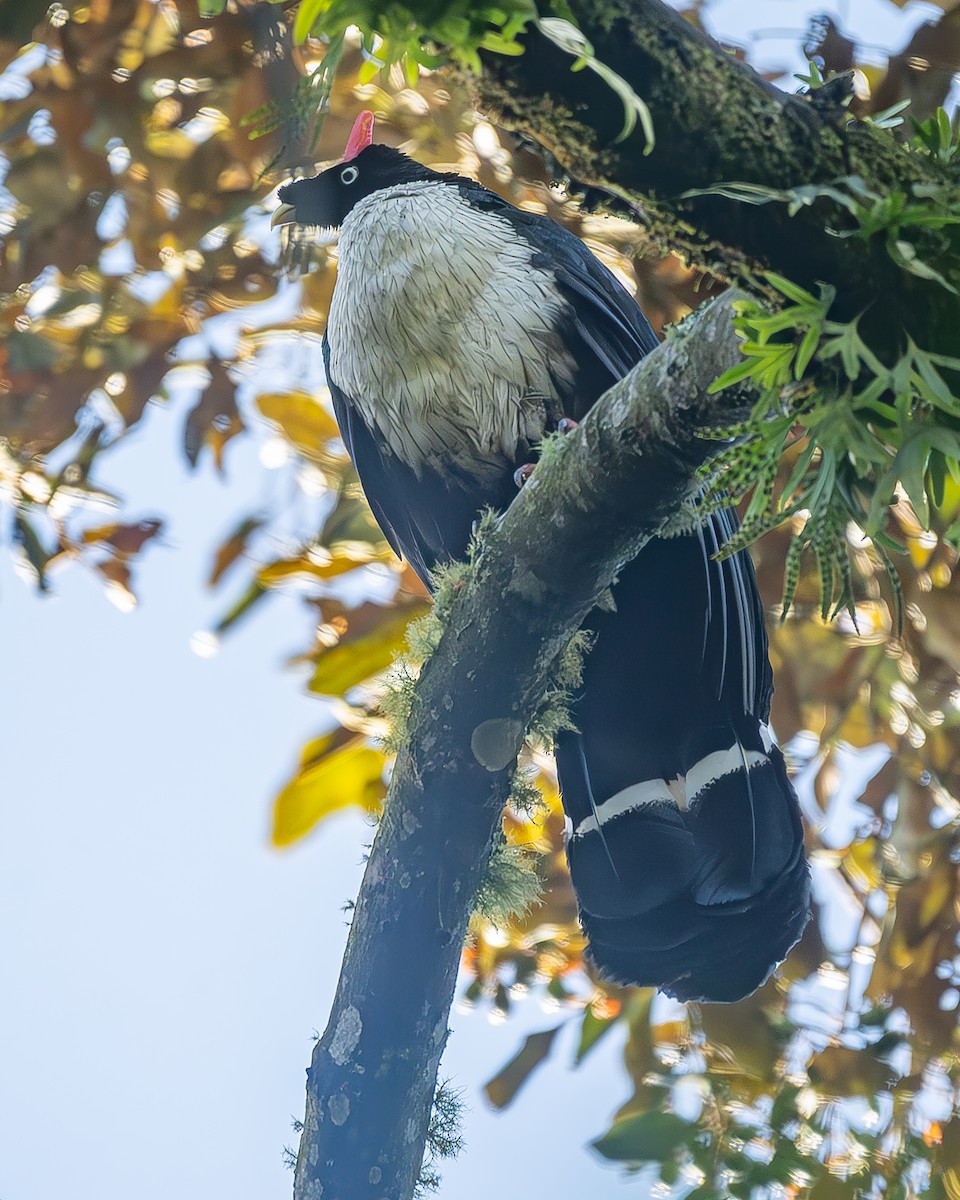 Zapfenguan - ML645213340