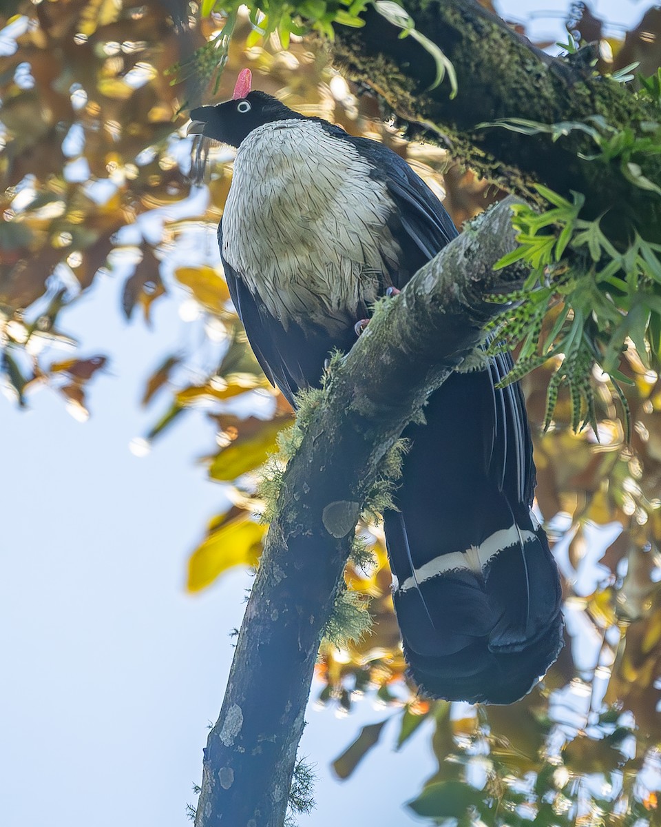 Zapfenguan - ML645213341