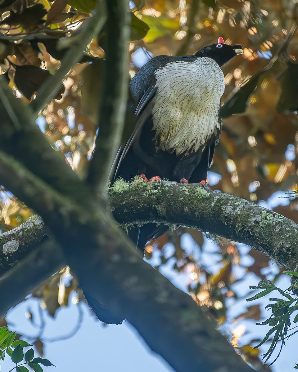 Zapfenguan - ML645213342