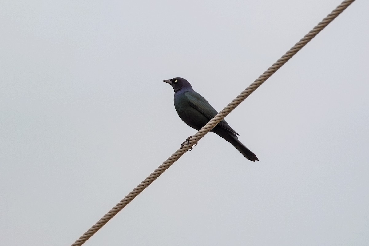 Purpurstärling - ML645213344