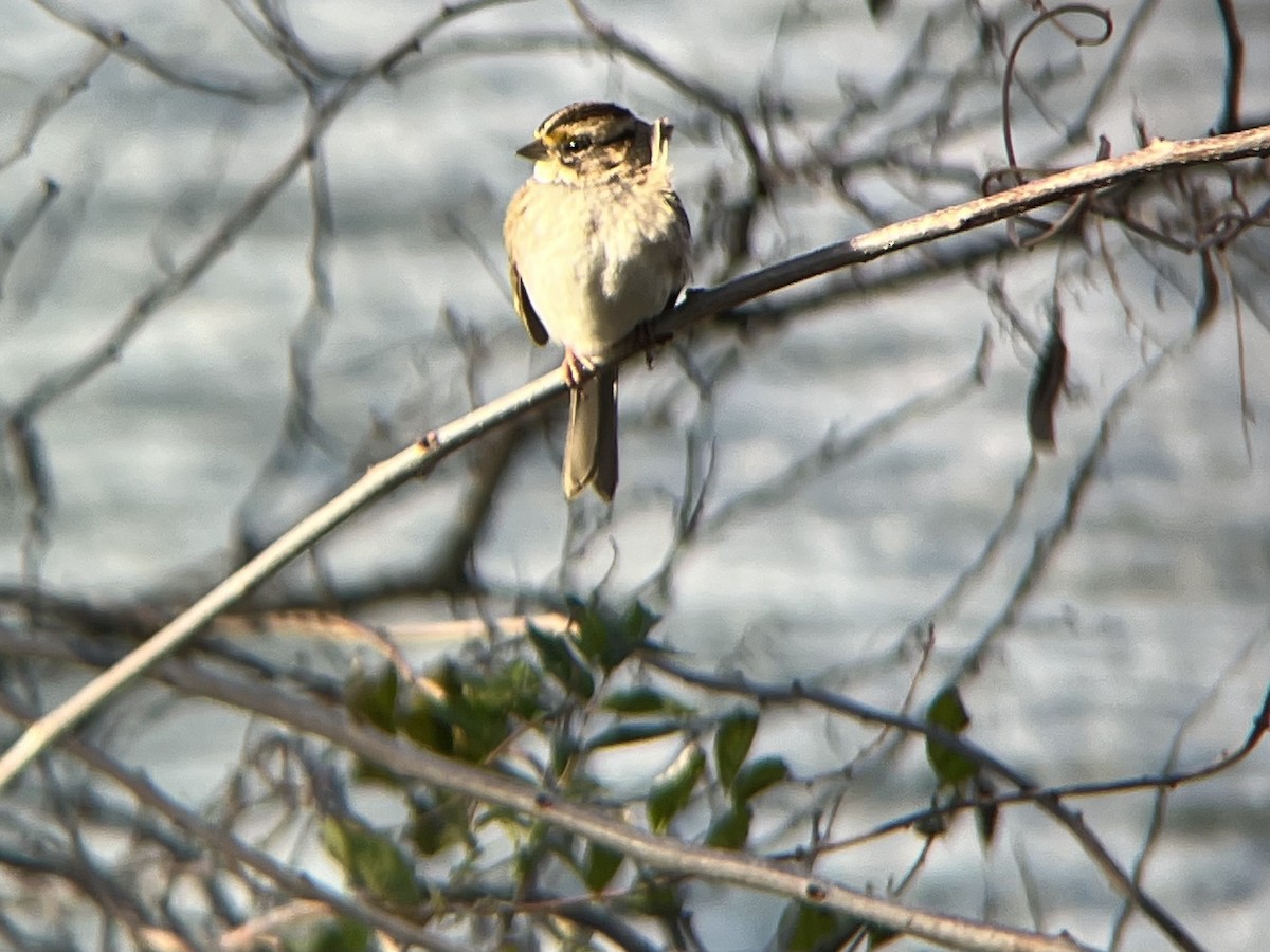 Weißkehlammer - ML645213345