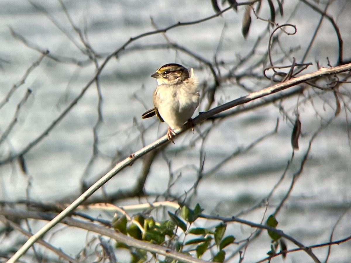 Weißkehlammer - ML645213346