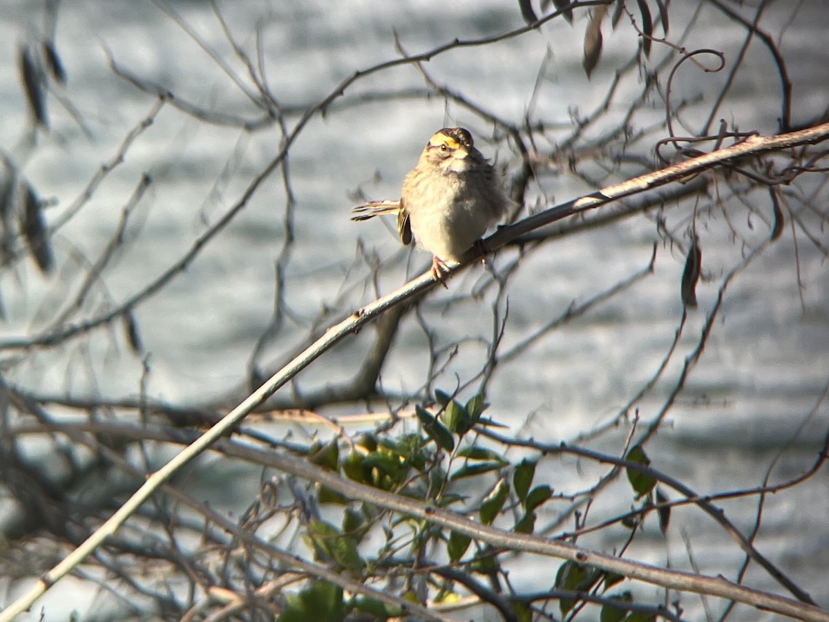 Weißkehlammer - ML645213347