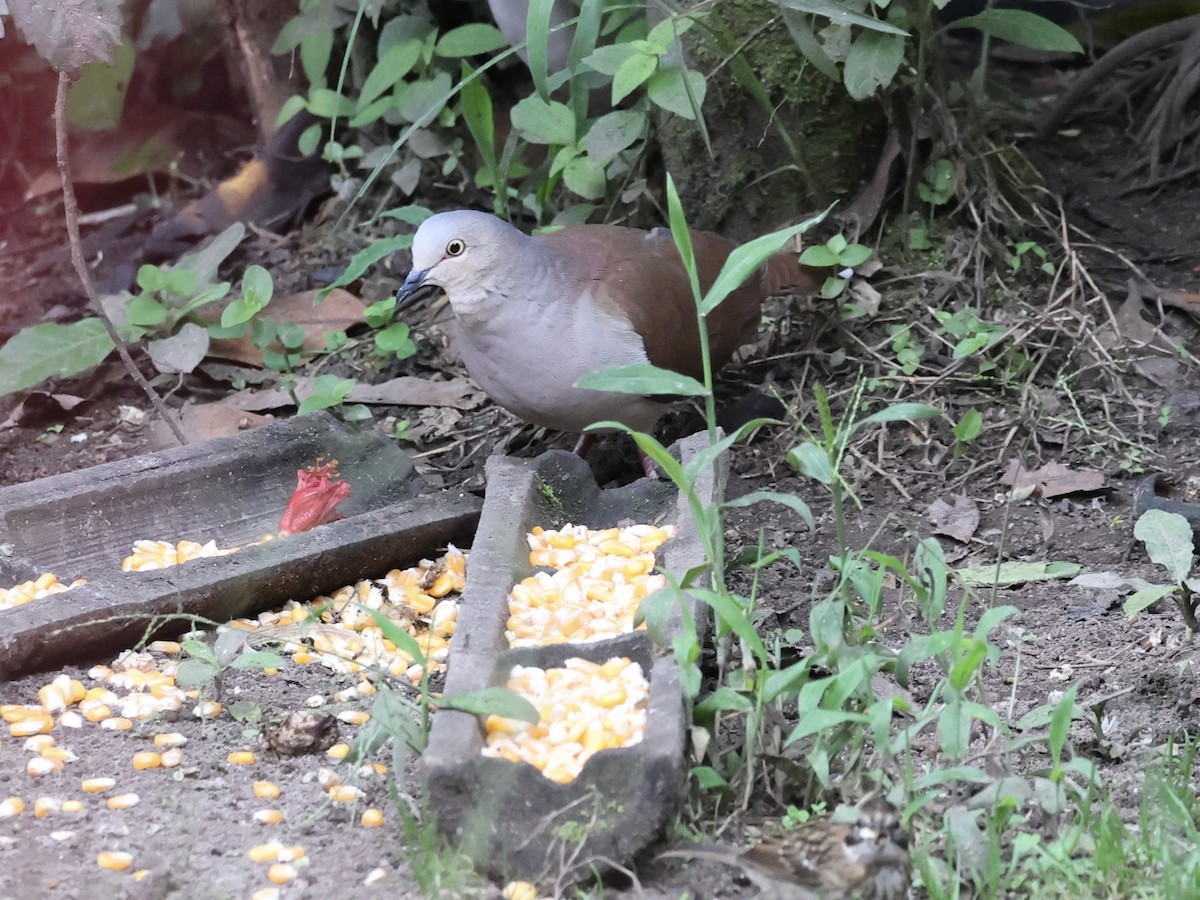 Fahltaube - ML645213348