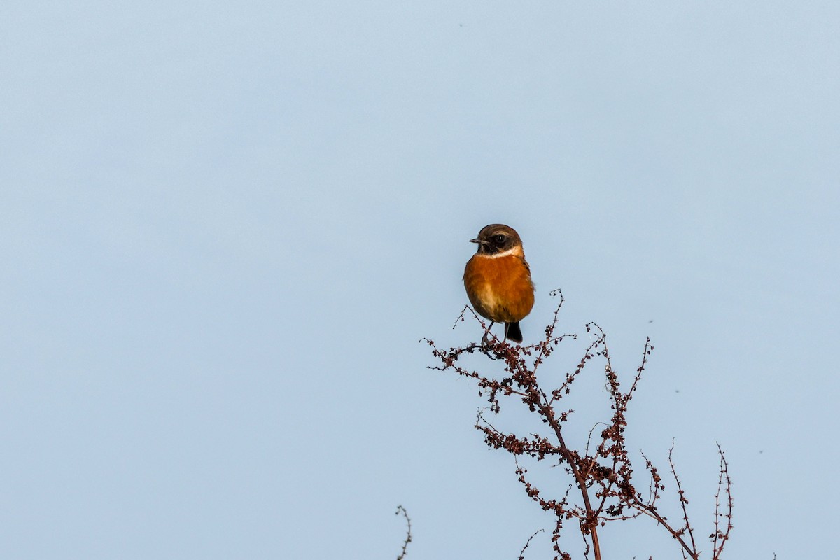 Schwarzkehlchen - ML645213353