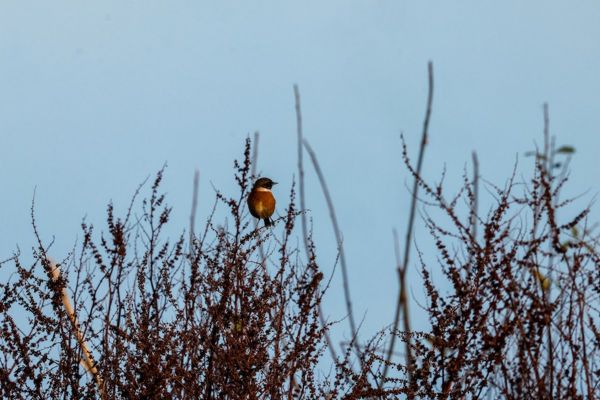 Schwarzkehlchen - ML645213354