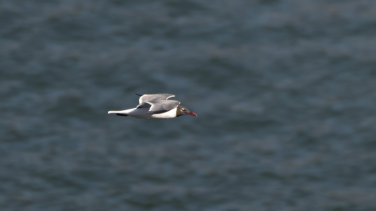 Aztekenmöwe - ML645213355