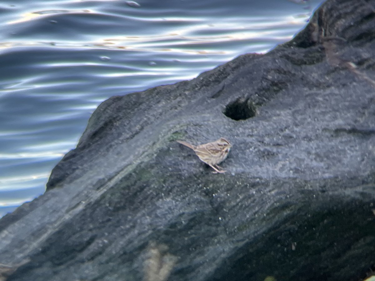 Singammer - ML645213356