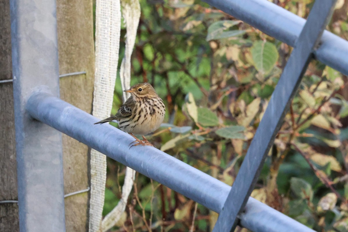 Wiesenpieper - ML645213361