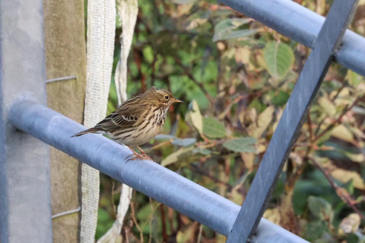 Wiesenpieper - ML645213362