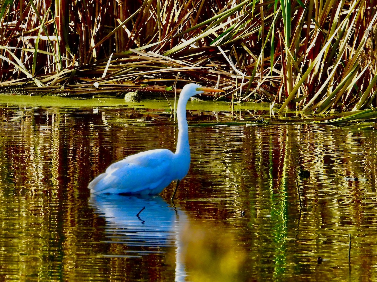 Silberreiher - ML645213364