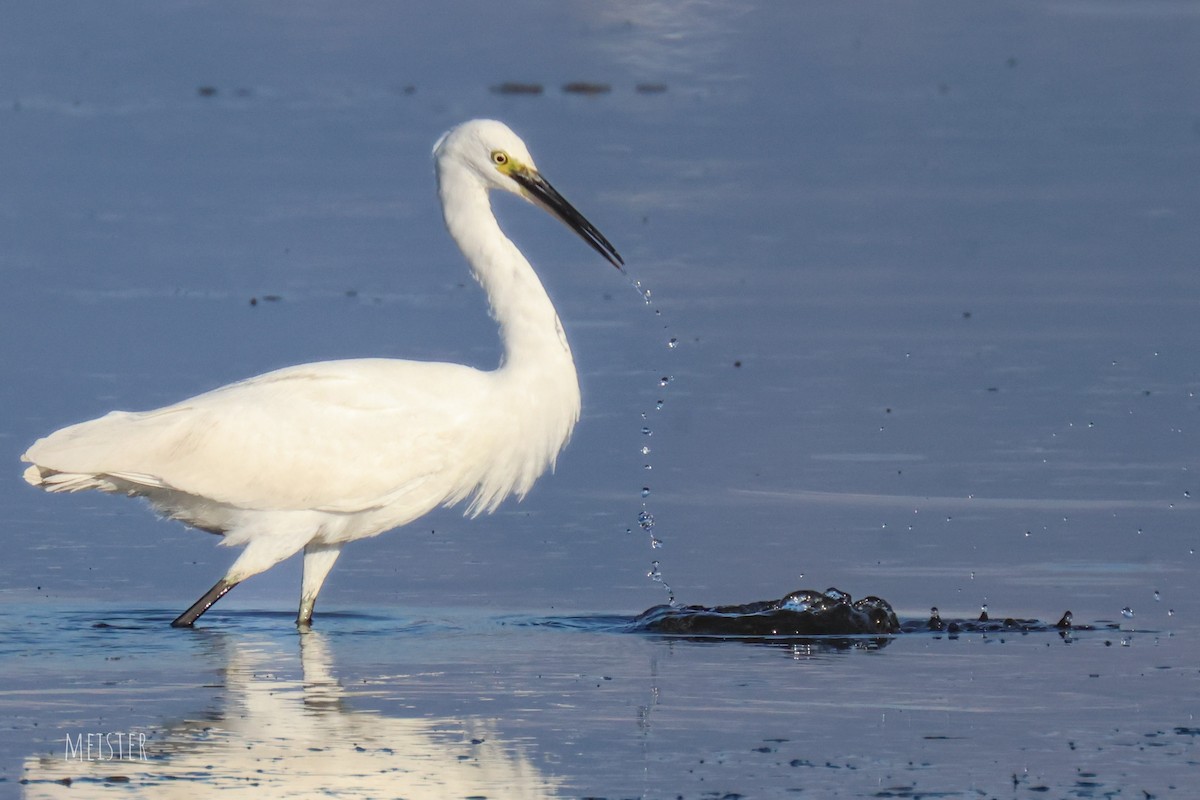 Seidenreiher - ML645213368