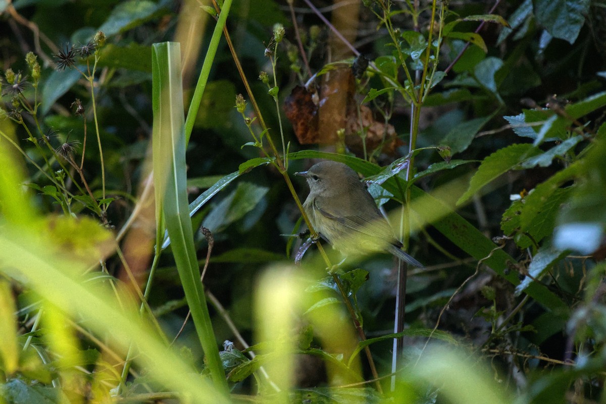 Orangefleck-Waldsänger - ML645213369