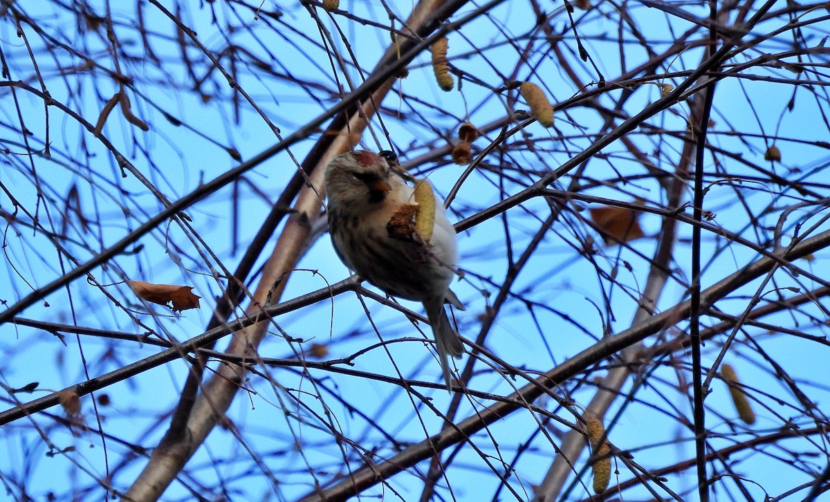 Redpoll - ML645213371