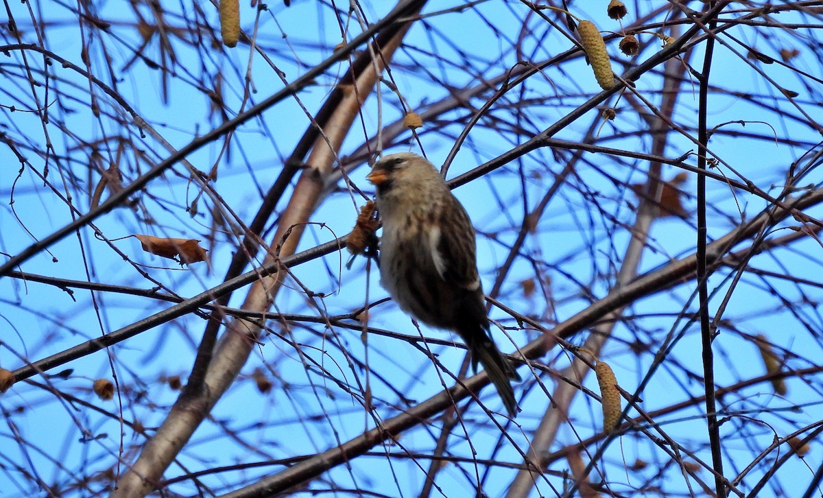 Redpoll - ML645213372