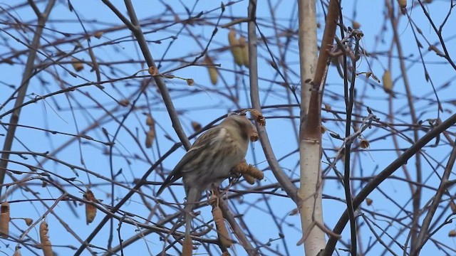 Redpoll - ML645213373