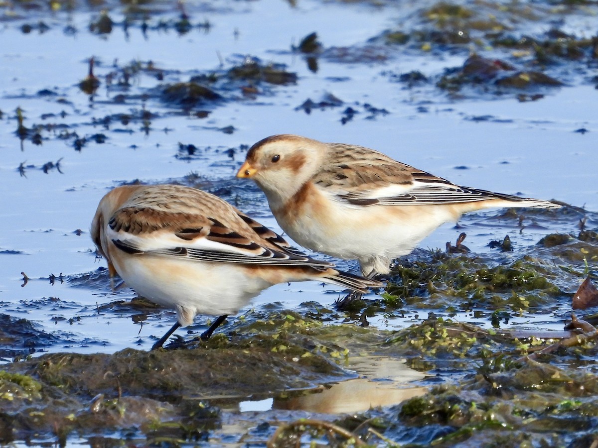 Schneeammer - ML645213374