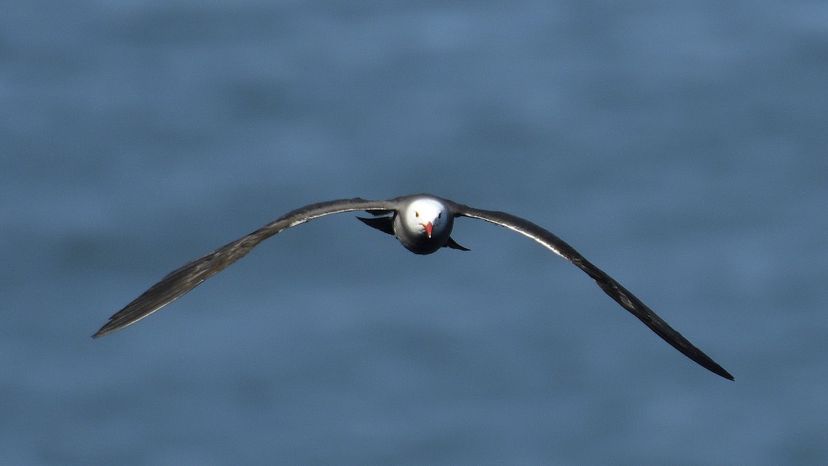 Aztekenmöwe - ML645213375