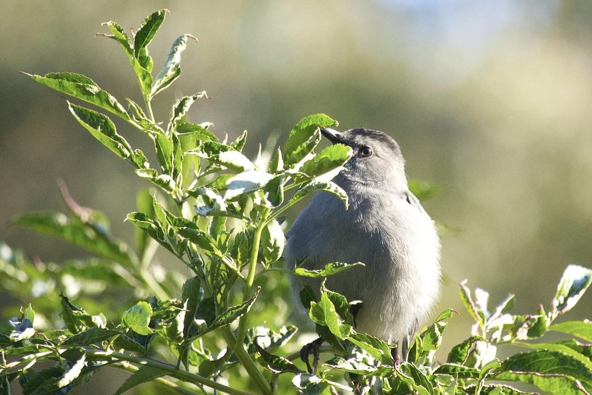 Katzenspottdrossel - ML645213376