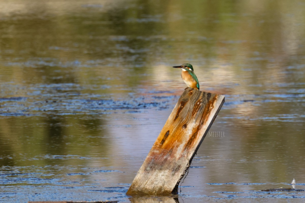 Рибалочка блакитний - ML645213377