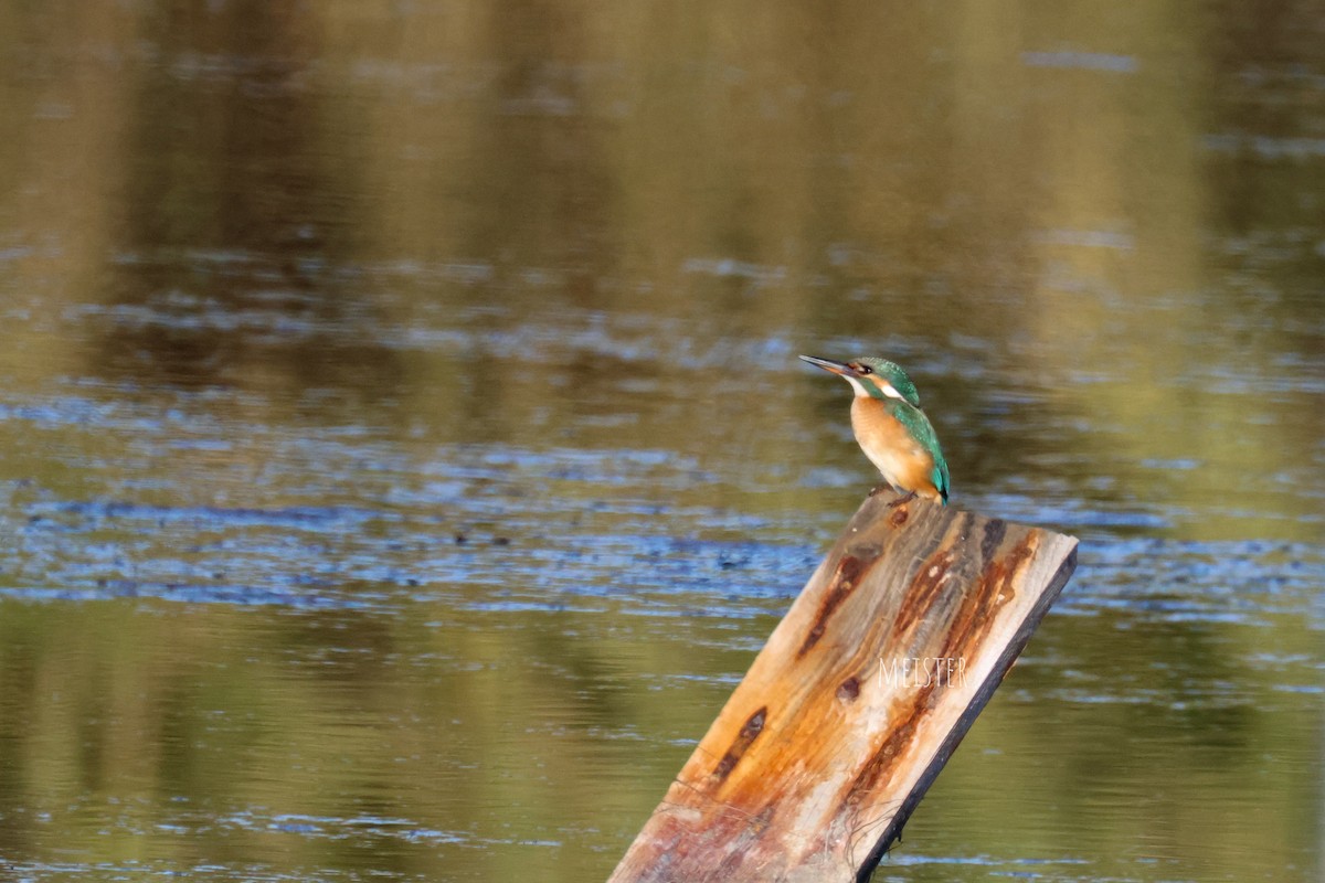 Рибалочка блакитний - ML645213378