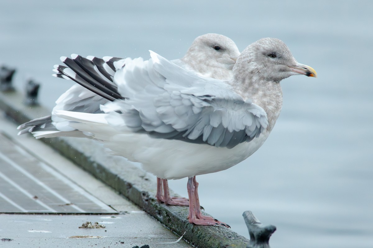American Herring x Glaucous-winged Gull (hybrid) - ML645213380
