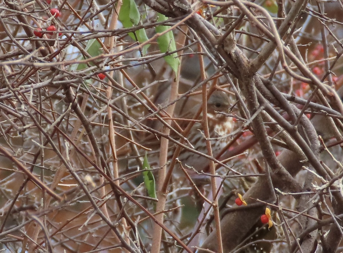 strnadec kaštanový - ML645213381