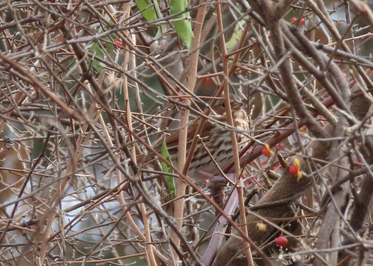 strnadec kaštanový - ML645213383