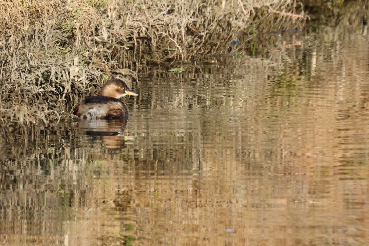 Пірникоза мала - ML645213386