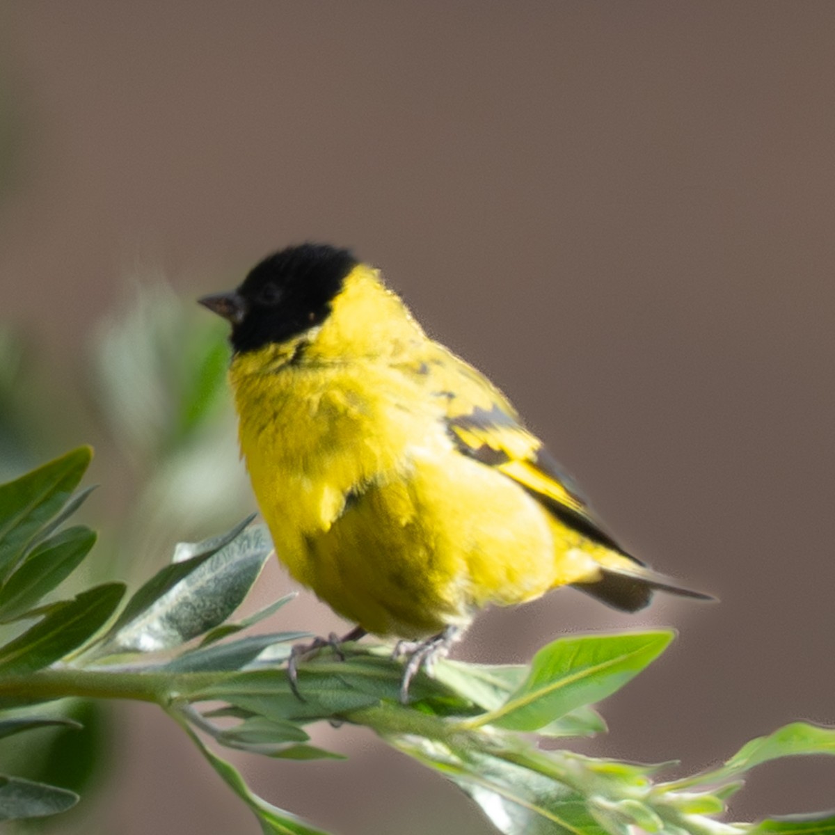 Hooded Siskin - ML645213390