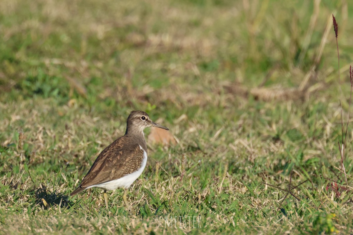 磯鷸 - ML645213392