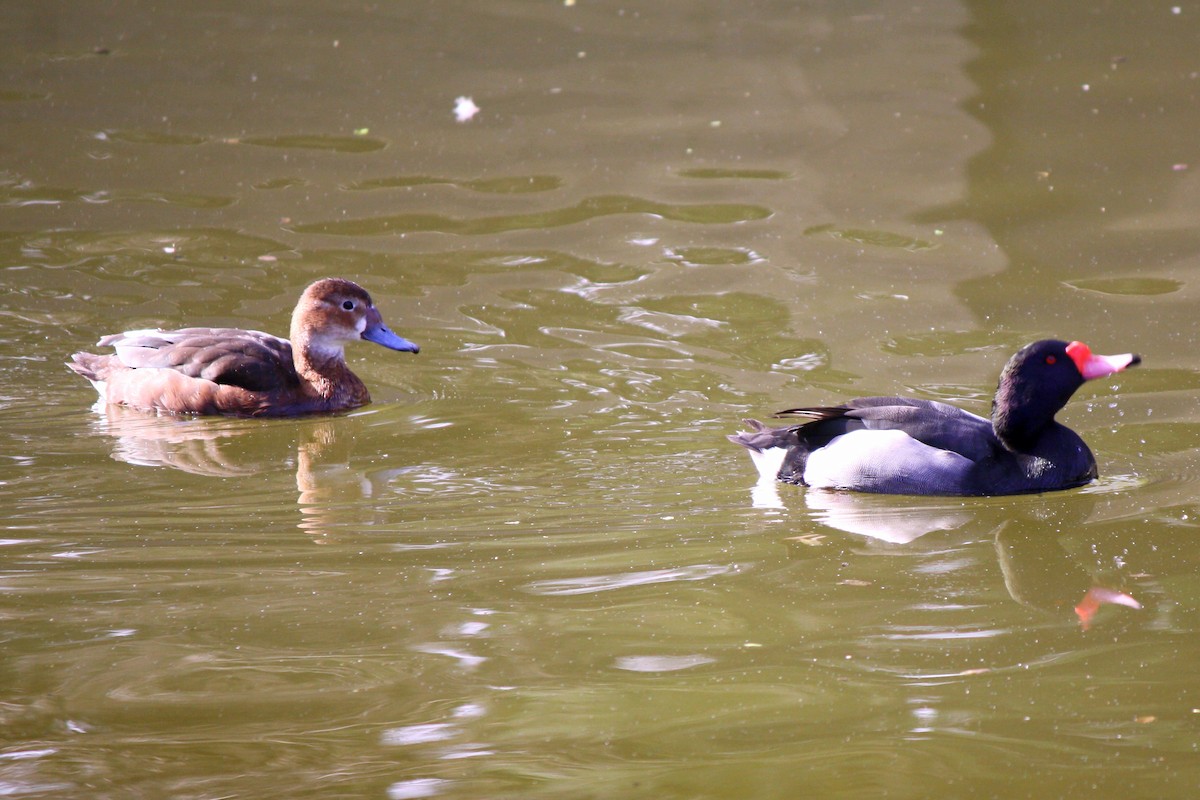 Rosy-billed Pochard - ML645213393