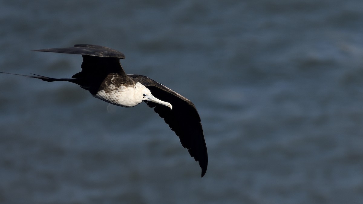 Magnificent Frigatebird - ML645213394