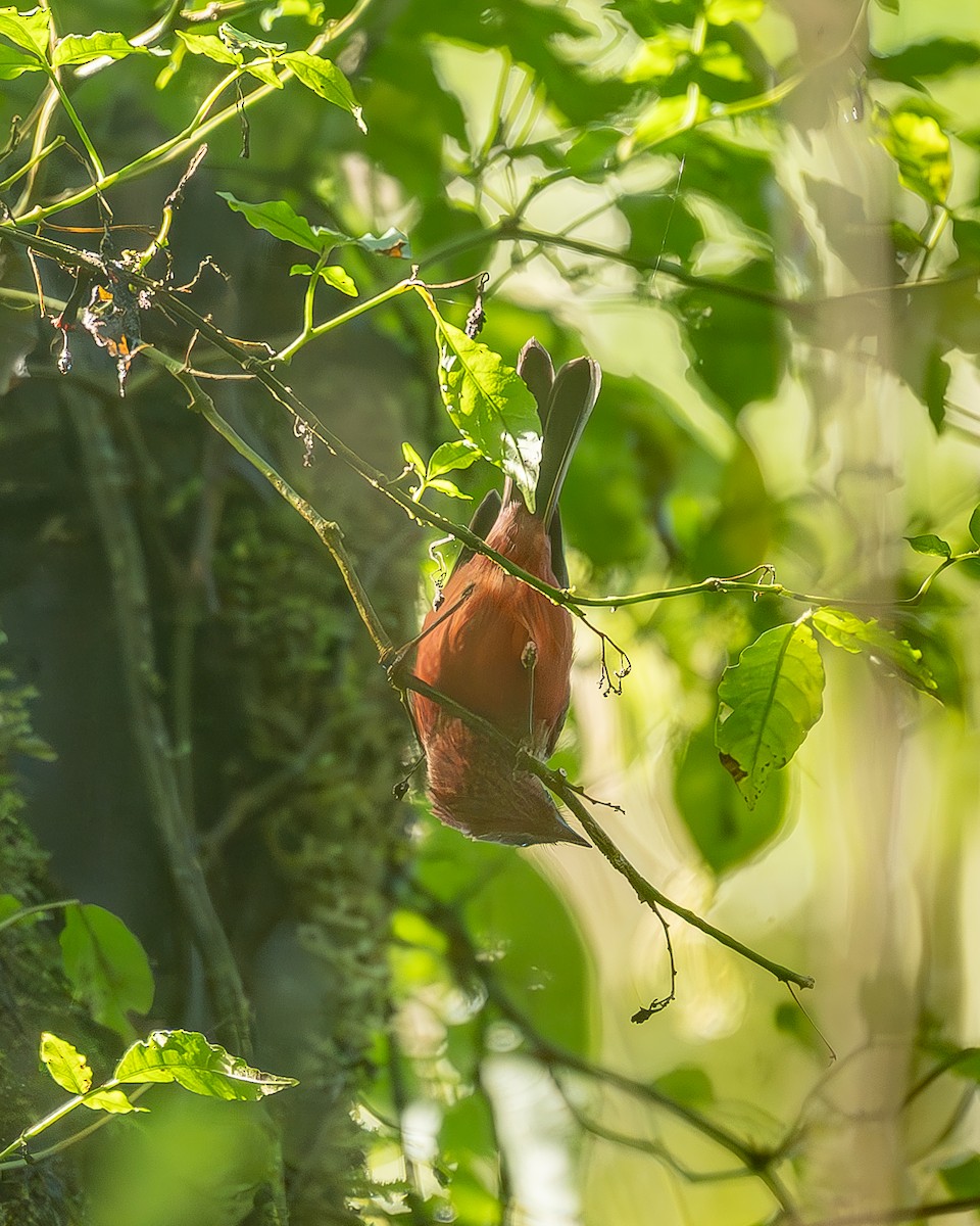 Pink-headed Warbler - ML645213395