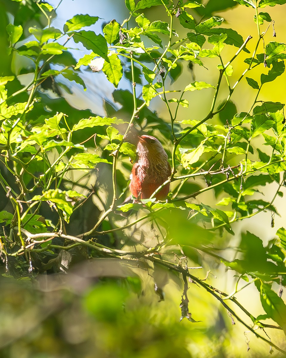 Pink-headed Warbler - ML645213396