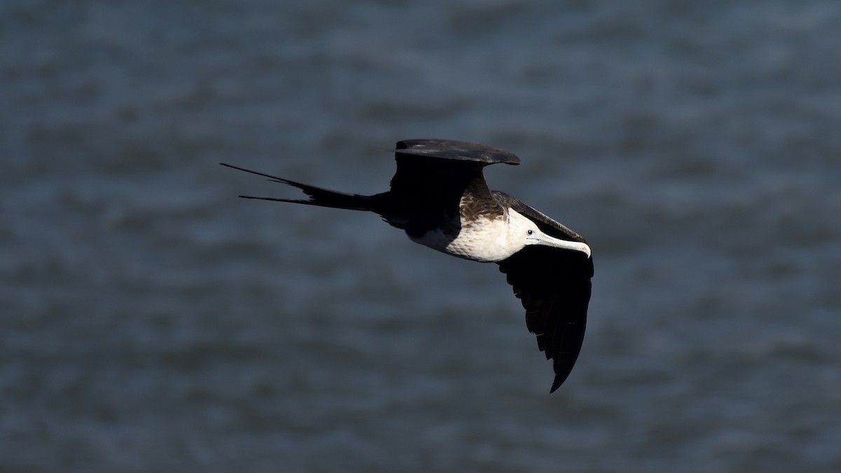 Magnificent Frigatebird - ML645213397
