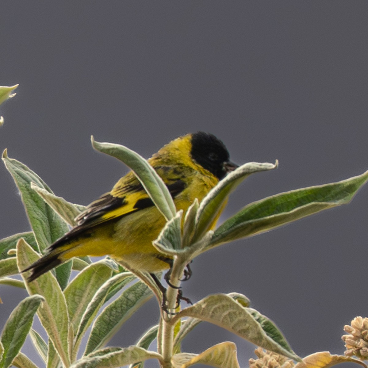 Hooded Siskin - ML645213398
