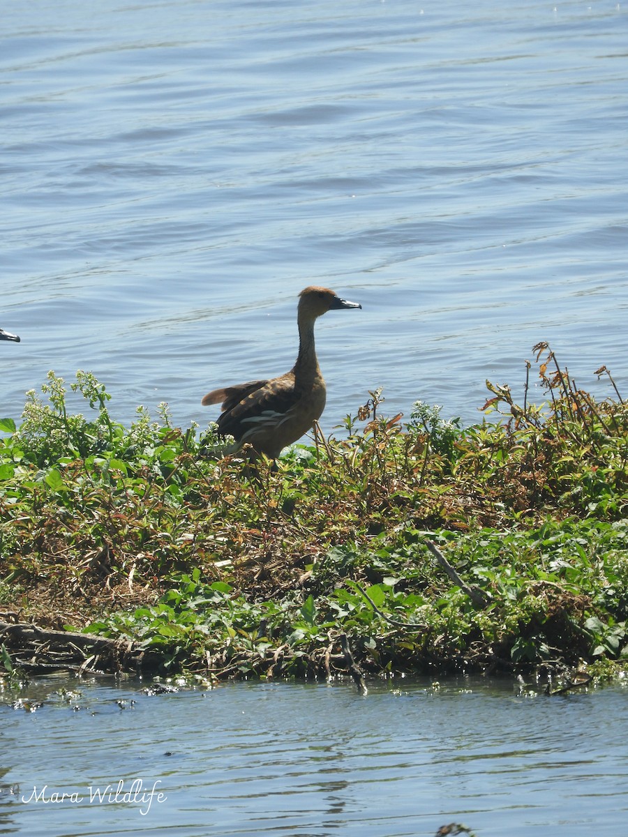 Fulvous Whistling-Duck - ML645213399