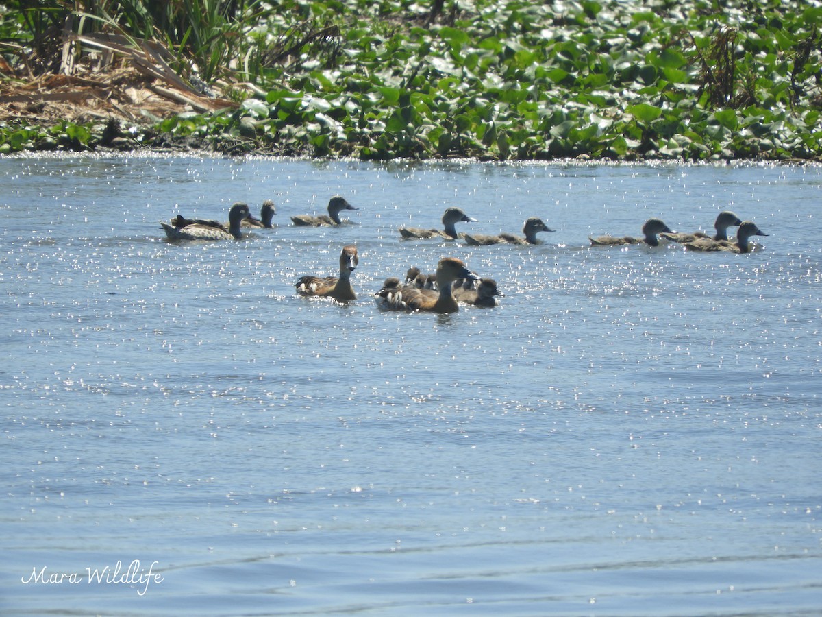 Fulvous Whistling-Duck - ML645213400