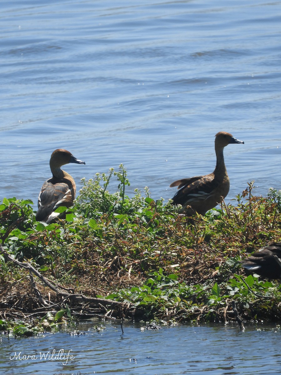 Fulvous Whistling-Duck - ML645213401